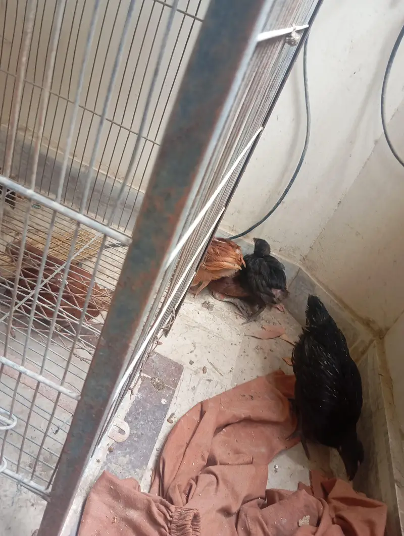 hen chicks — photo 7