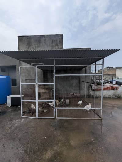 Aseel Hens, Chicks & Patha Murga – Complete Cage Setup | Rs. 125,000