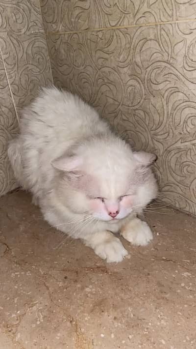 Persian male cat