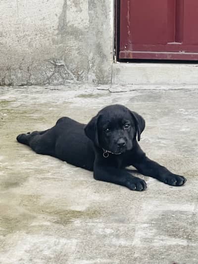 British labrador female puppy For sale