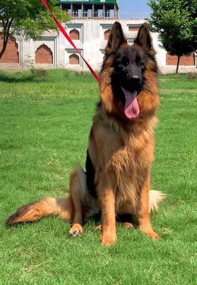 **German Shepherd Female – 11 Months – Long Coat – Vaccinated**