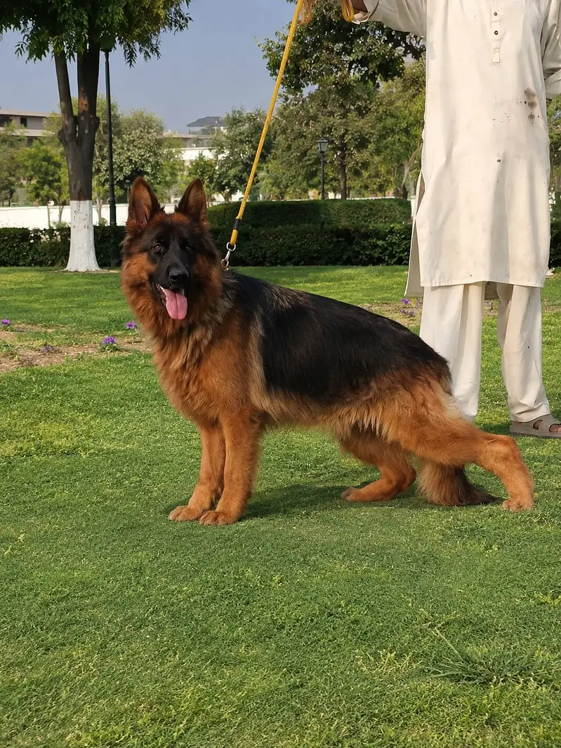**German Shepherd Female – 11 Months – Long Coat – Vaccinated** — photo 2