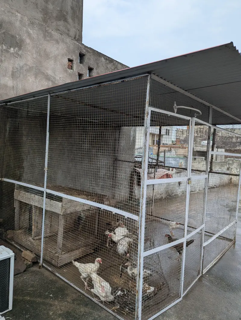Aseel Hens, Chicks & Patha Murga – Complete Cage Setup | Rs. 125,000 — photo 2