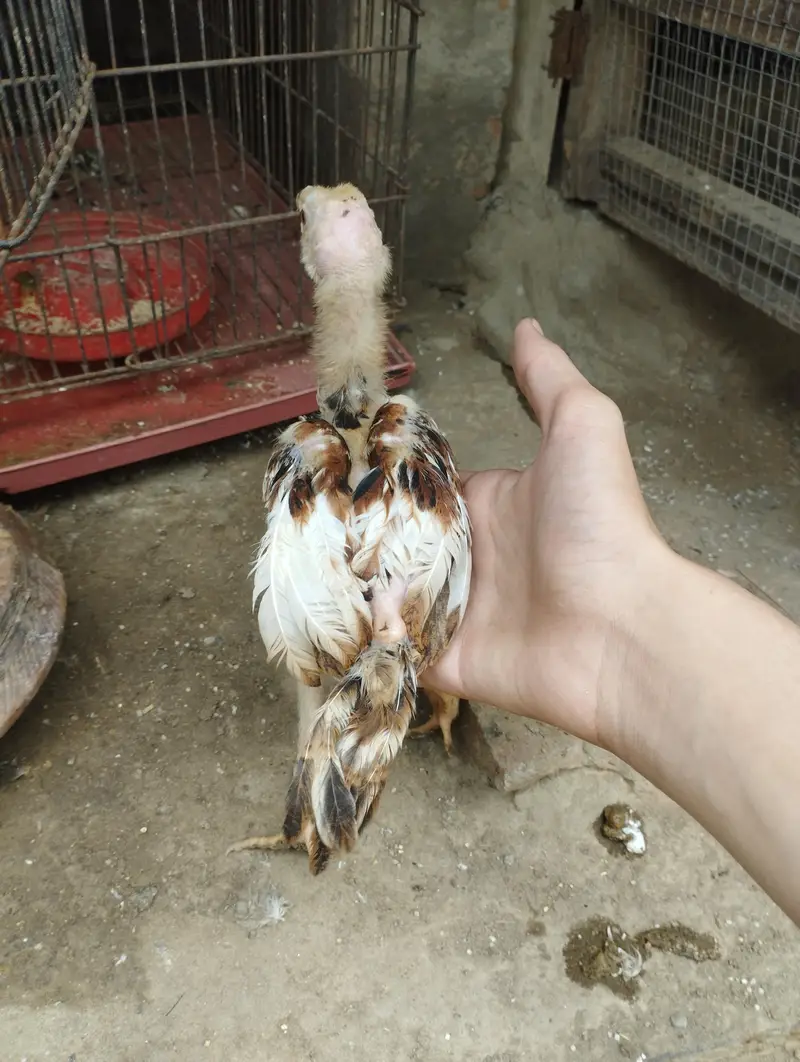 assel choza full breed — photo 2