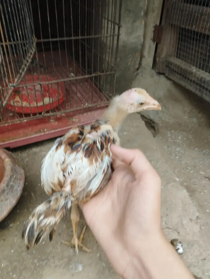 assel choza full breed — photo 8