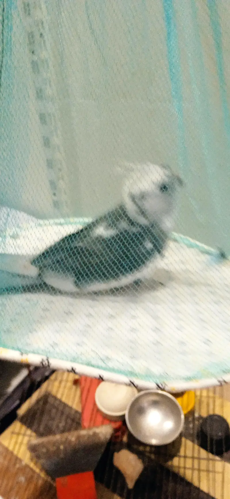 budgies breeder pair with chicks and one piece breeder charcoal  male — photo 4