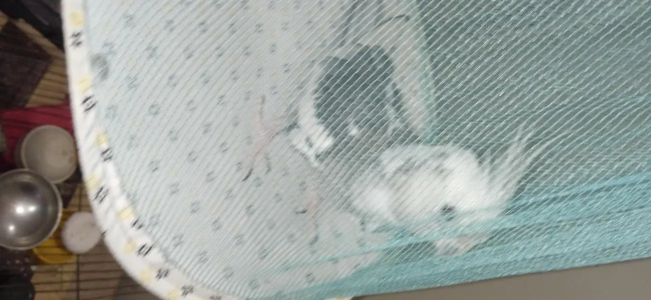 budgies breeder pair with chicks and one piece breeder charcoal  male — photo 5