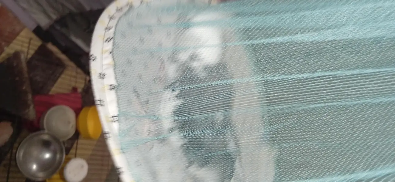 budgies breeder pair with chicks and one piece breeder charcoal  male — photo 7