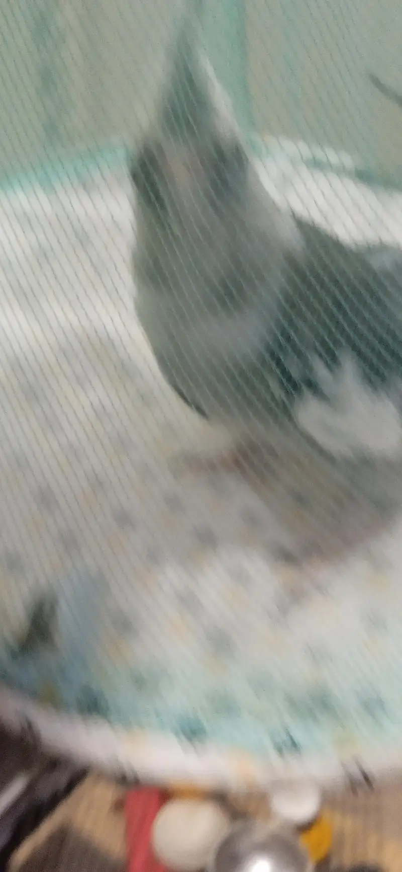 budgies breeder pair with chicks and one piece breeder charcoal  male — photo 8