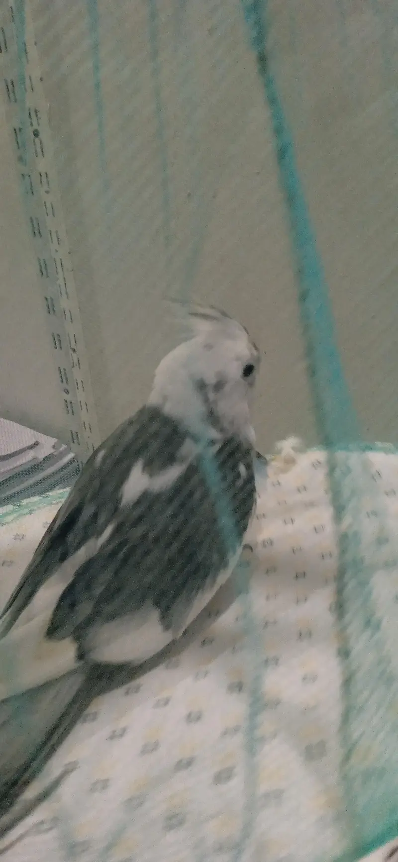 budgies breeder pair with chicks and one piece breeder charcoal  male — photo 10