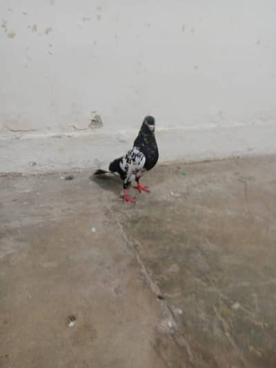 RAMPURI NAR AND SHARKI PAIR FOR SALE