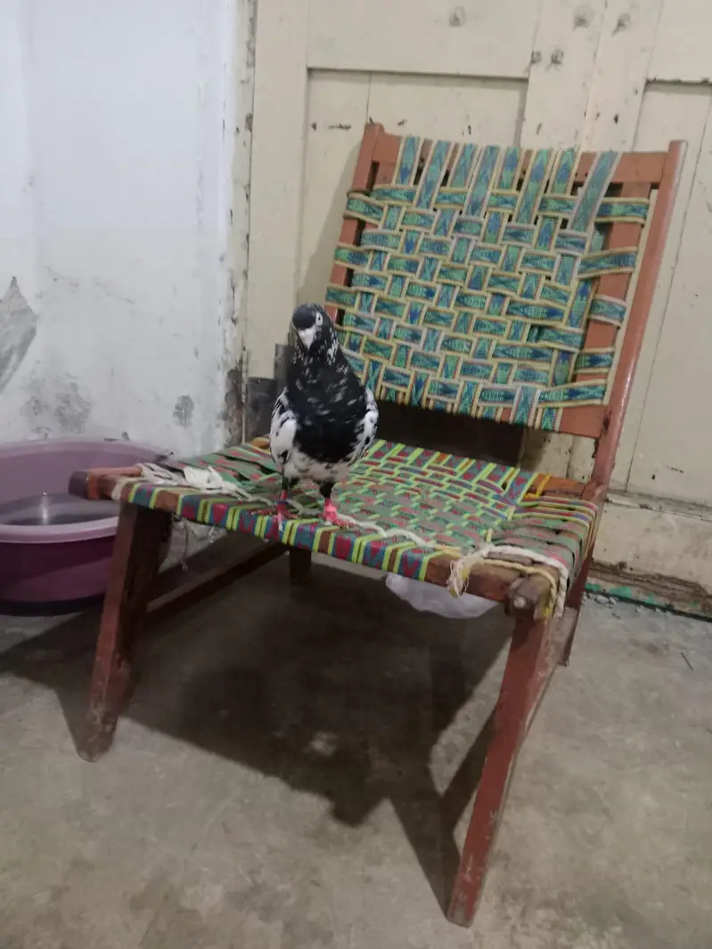 RAMPURI NAR AND SHARKI PAIR FOR SALE — photo 2