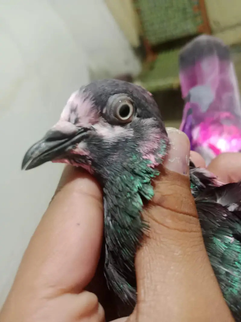 RAMPURI NAR AND SHARKI PAIR FOR SALE — photo 3