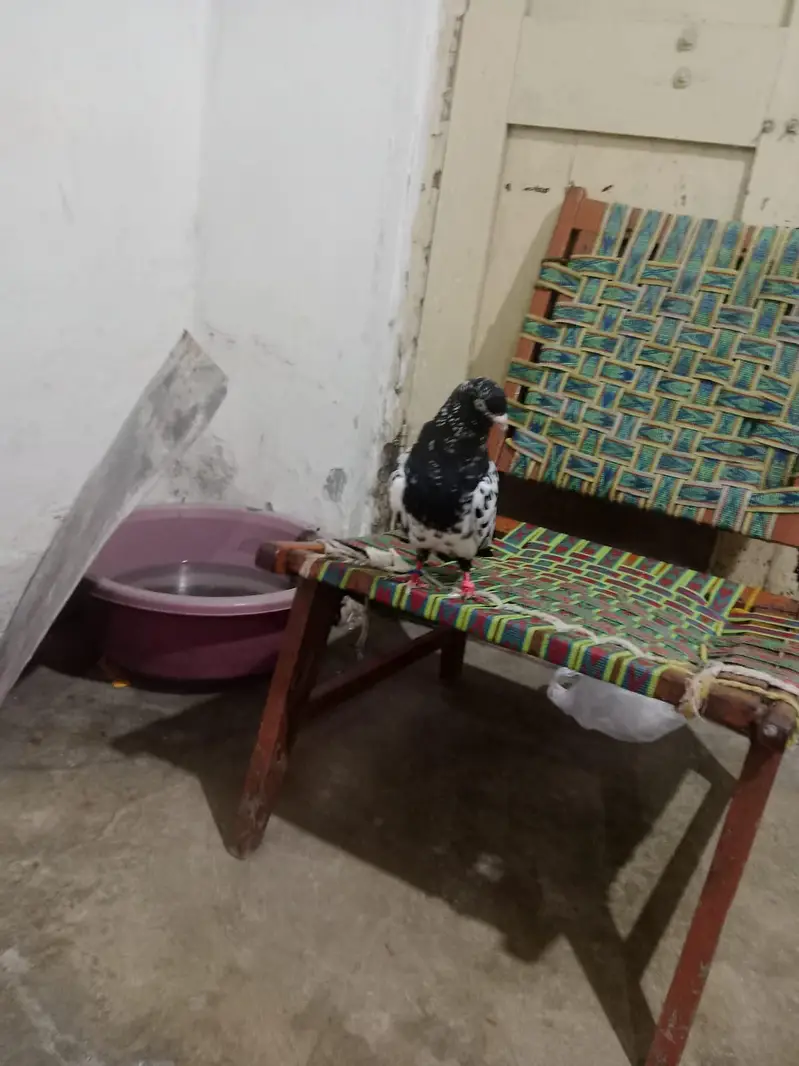 RAMPURI NAR AND SHARKI PAIR FOR SALE — photo 4