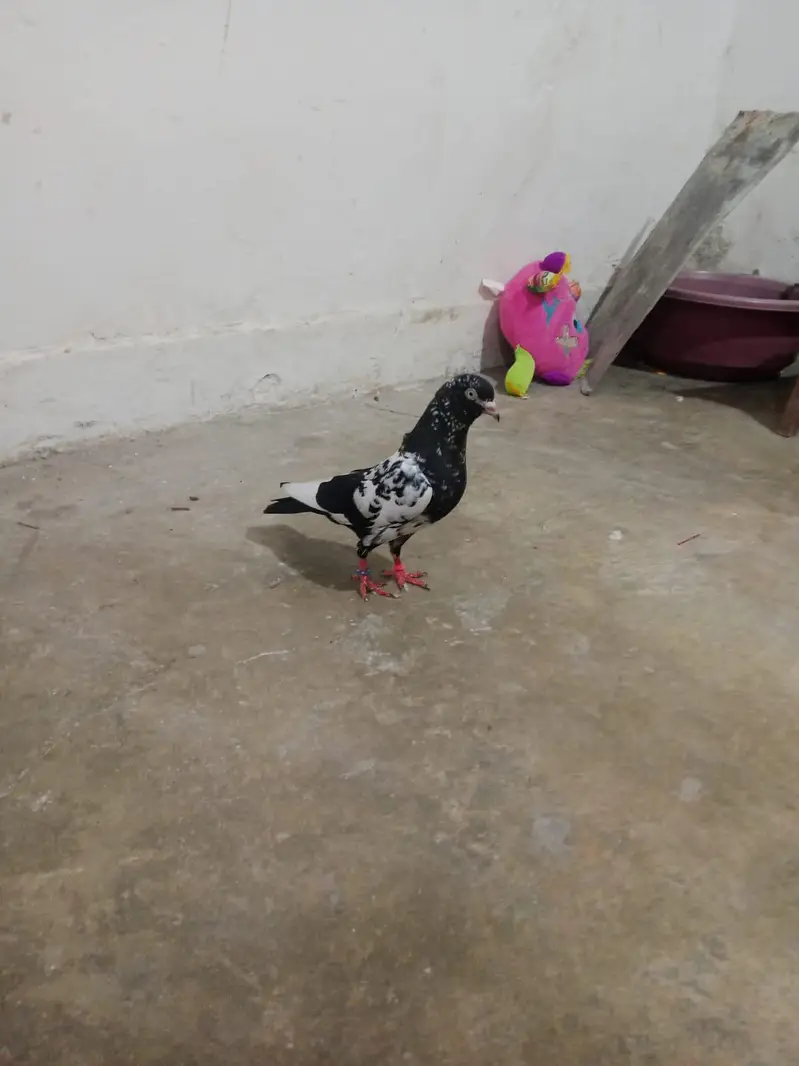RAMPURI NAR AND SHARKI PAIR FOR SALE — photo 5