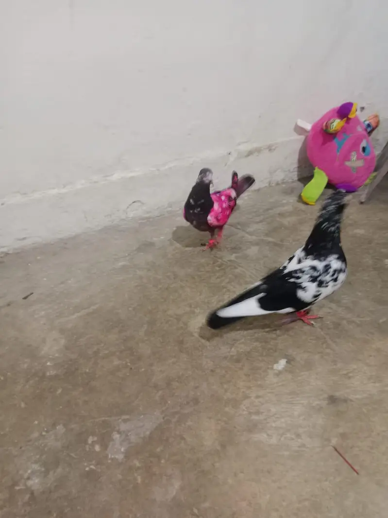 RAMPURI NAR AND SHARKI PAIR FOR SALE — photo 6