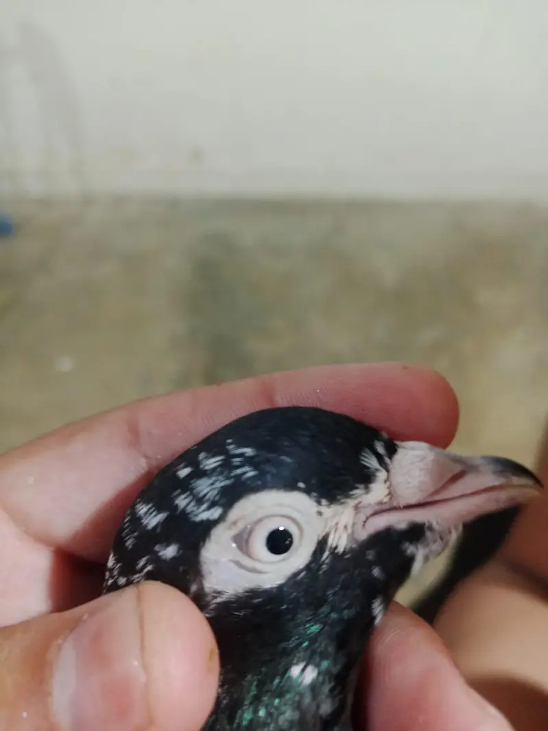 RAMPURI NAR AND SHARKI PAIR FOR SALE — photo 8