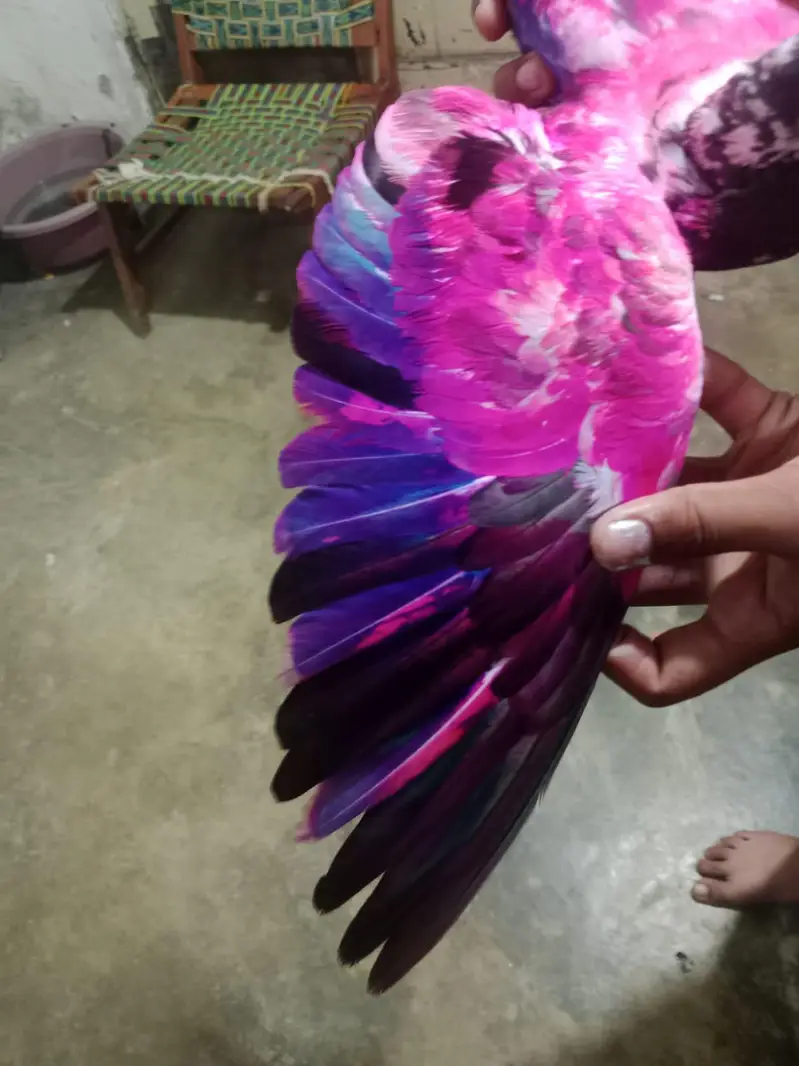 RAMPURI NAR AND SHARKI PAIR FOR SALE — photo 11