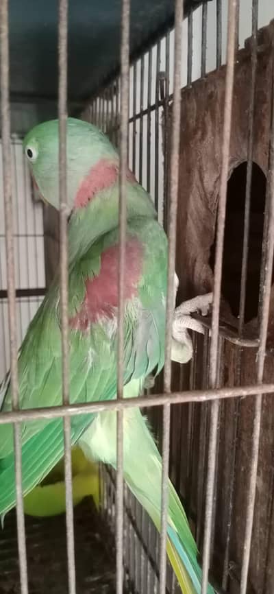 nail tail fly ok  leg issue janatic