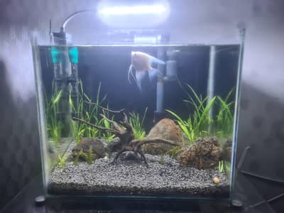 fish Aquarium