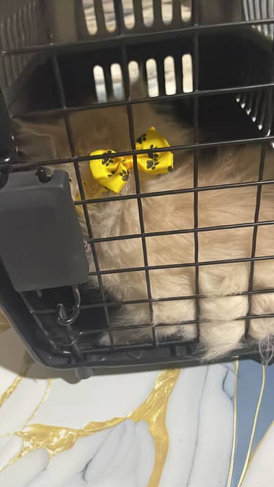 Playfull male persian kitten 3 months (Doll face )forr sale 