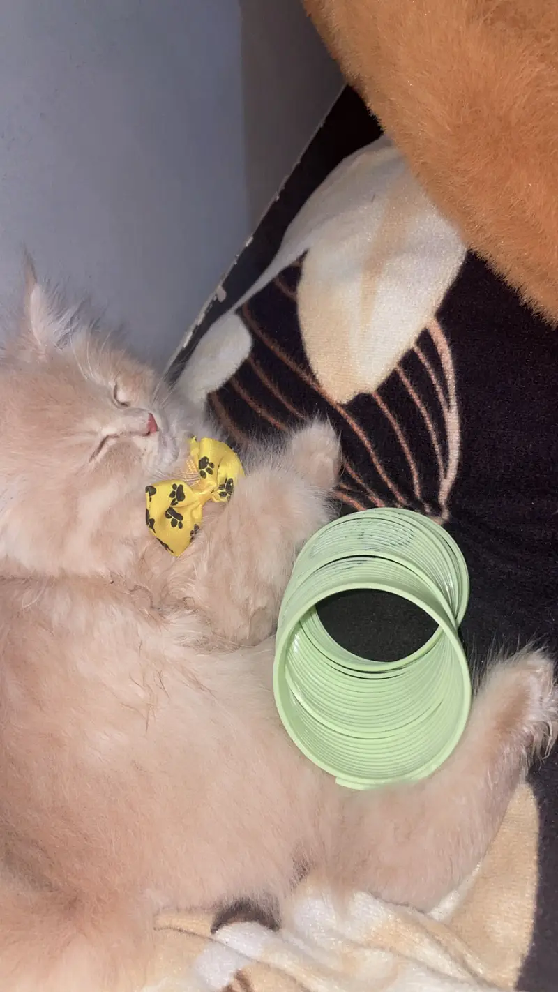 Playfull male persian kitten 3 months (Doll face )forr sale  — photo 2