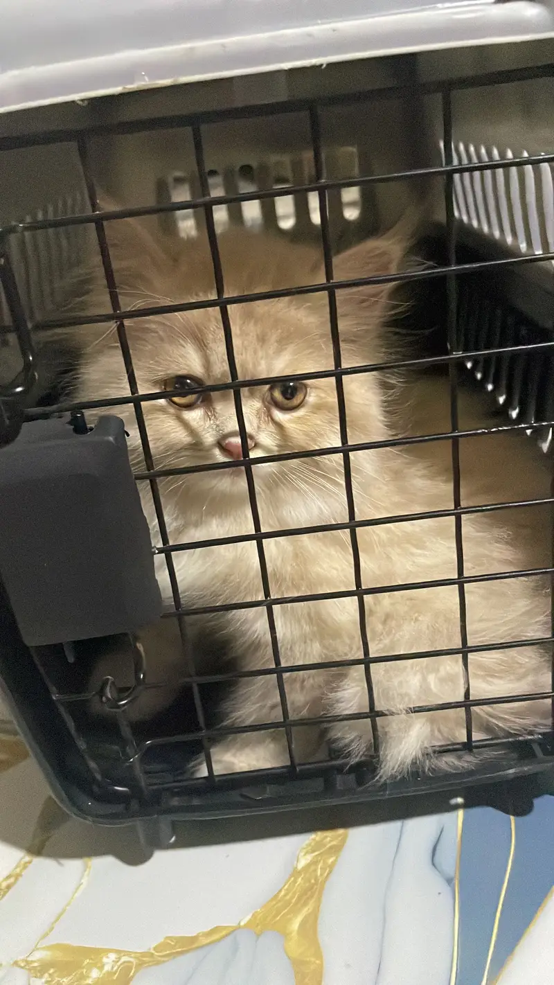 Playfull male persian kitten 3 months (Doll face )forr sale  — photo 3