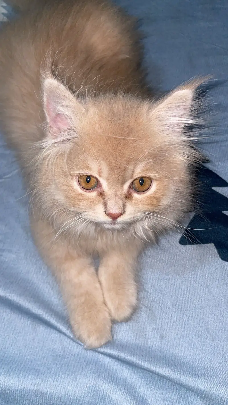 Playfull male persian kitten 3 months (Doll face )forr sale  — photo 4
