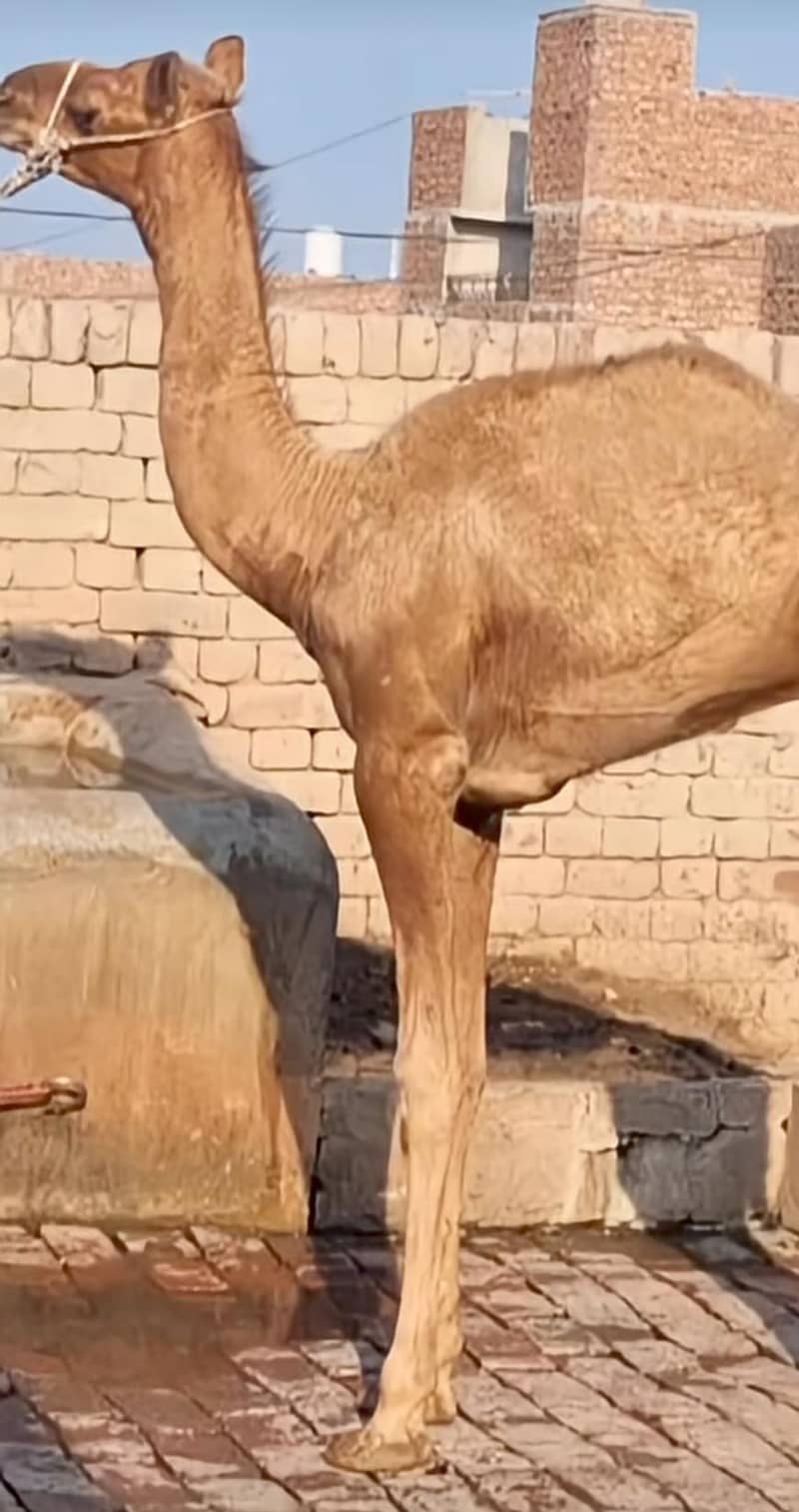 camel 0