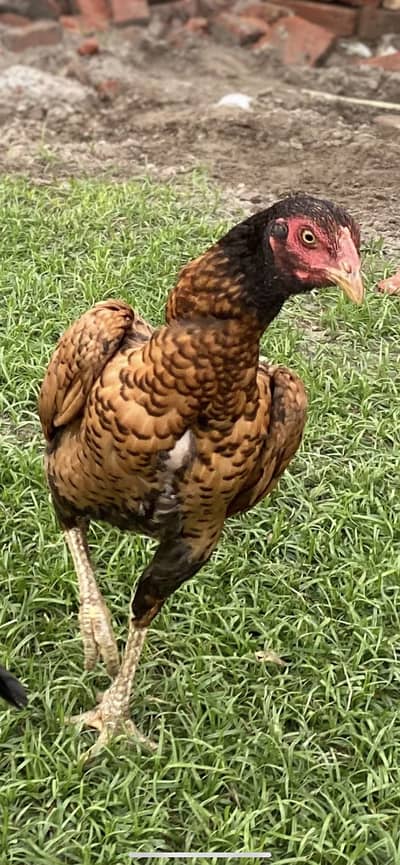 Burmi pure