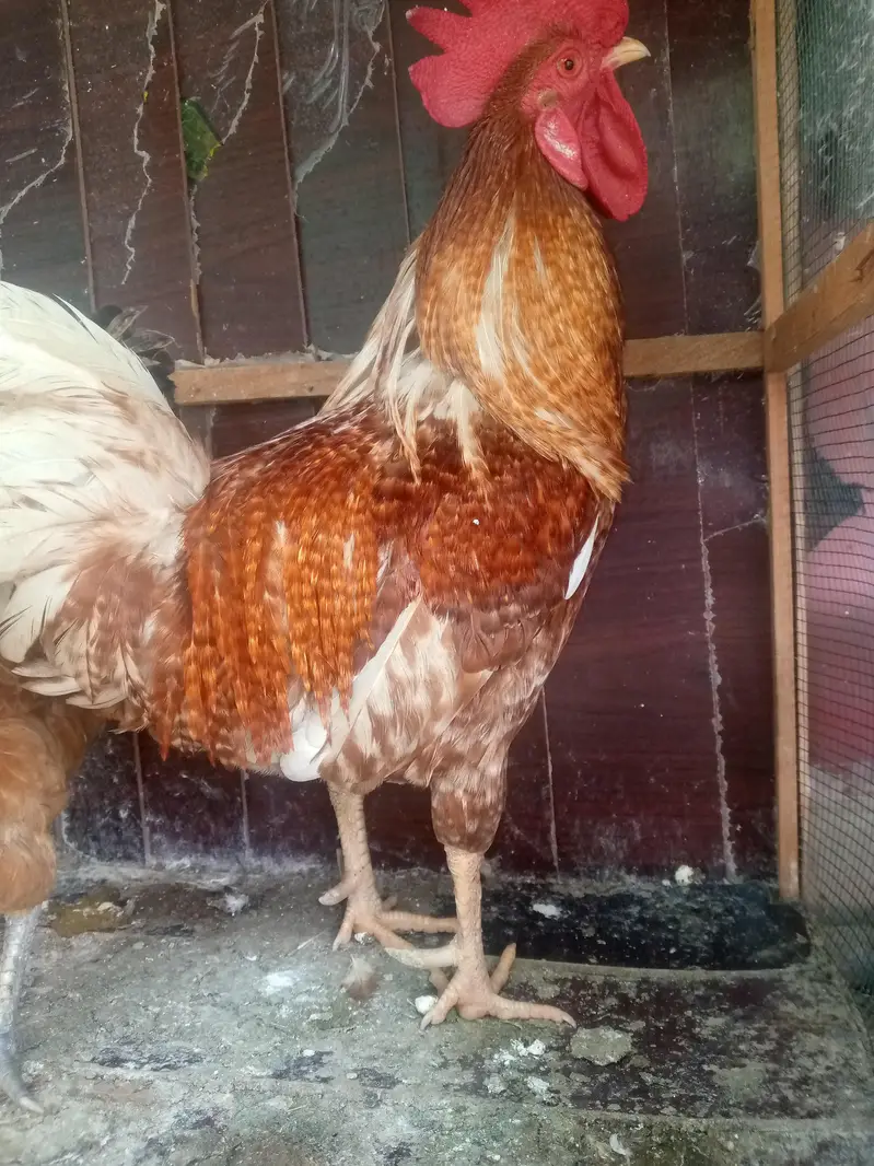 golden misri murga murgi — photo 2