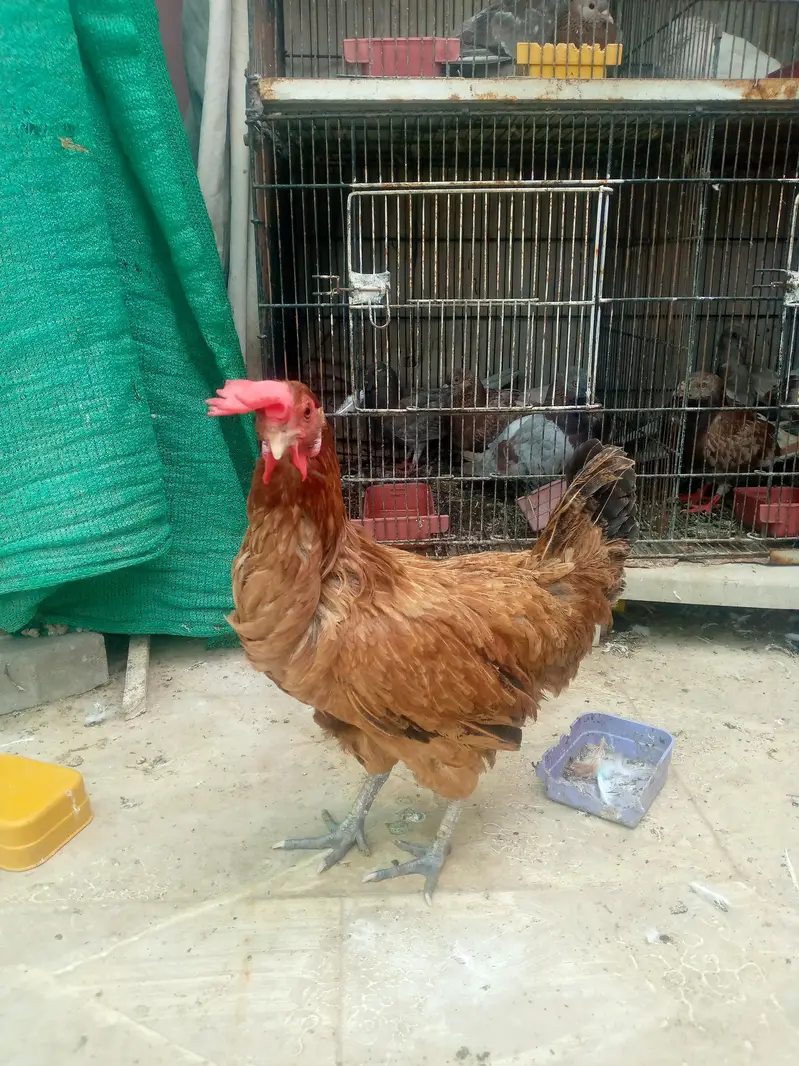 golden misri murga murgi — photo 3