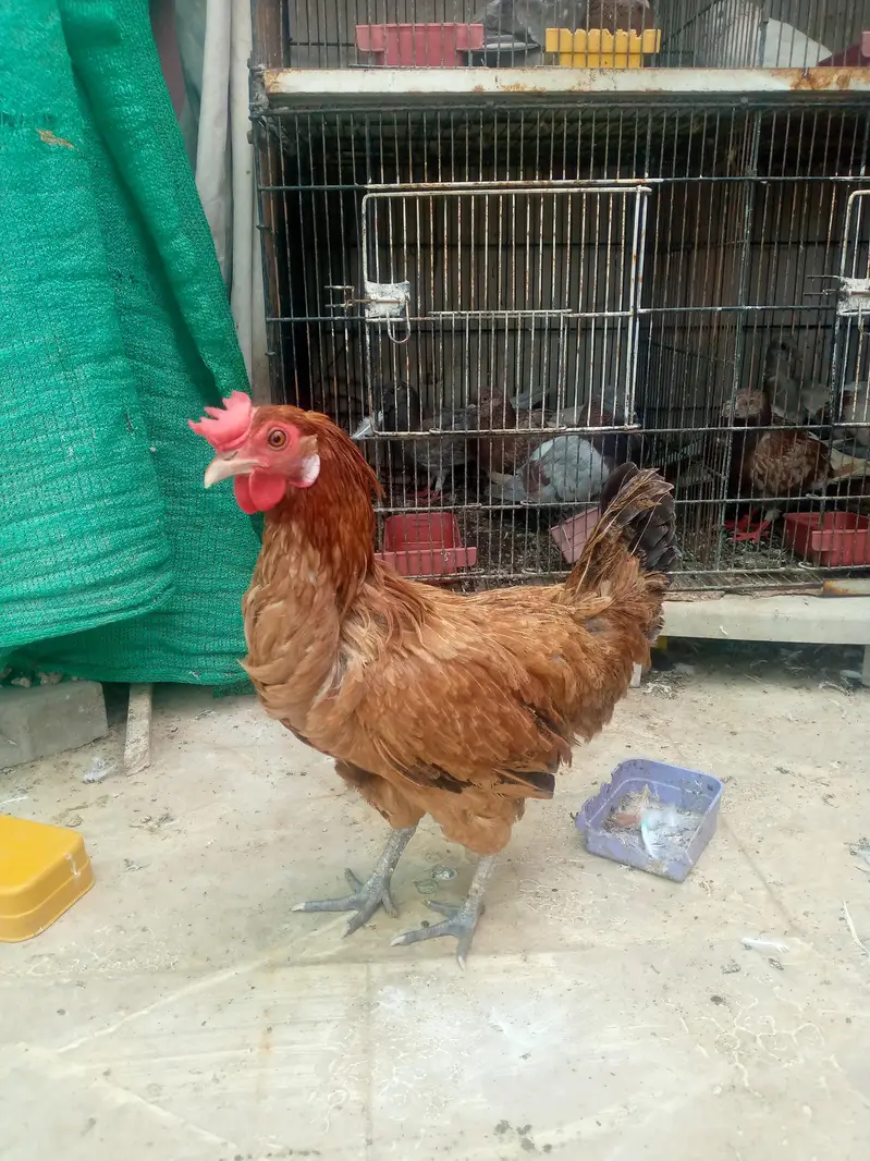 golden misri murga murgi — photo 4