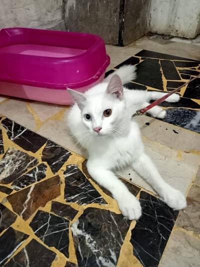 Persian odd eyes