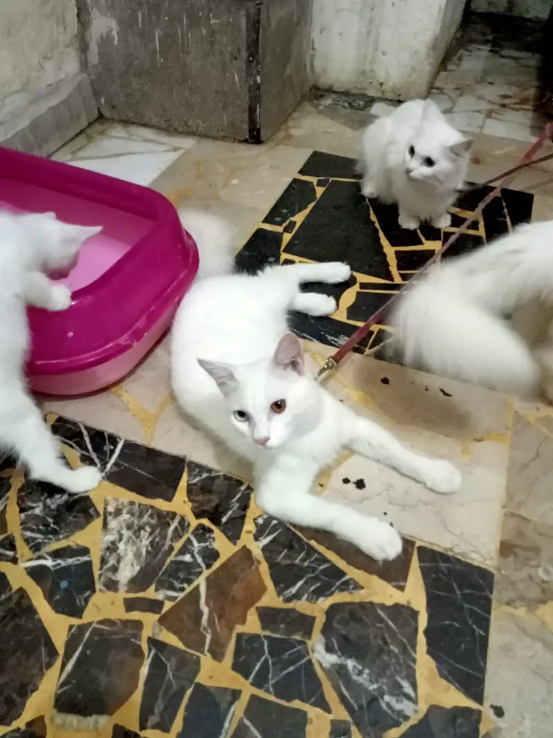Persian odd eyes — photo 2