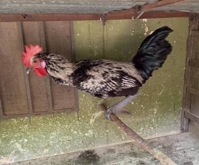 chicken