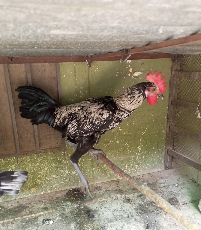 chicken 1