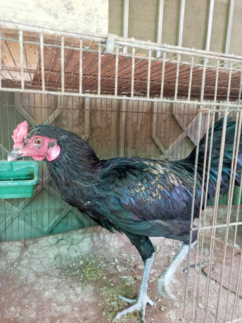 chicken 2