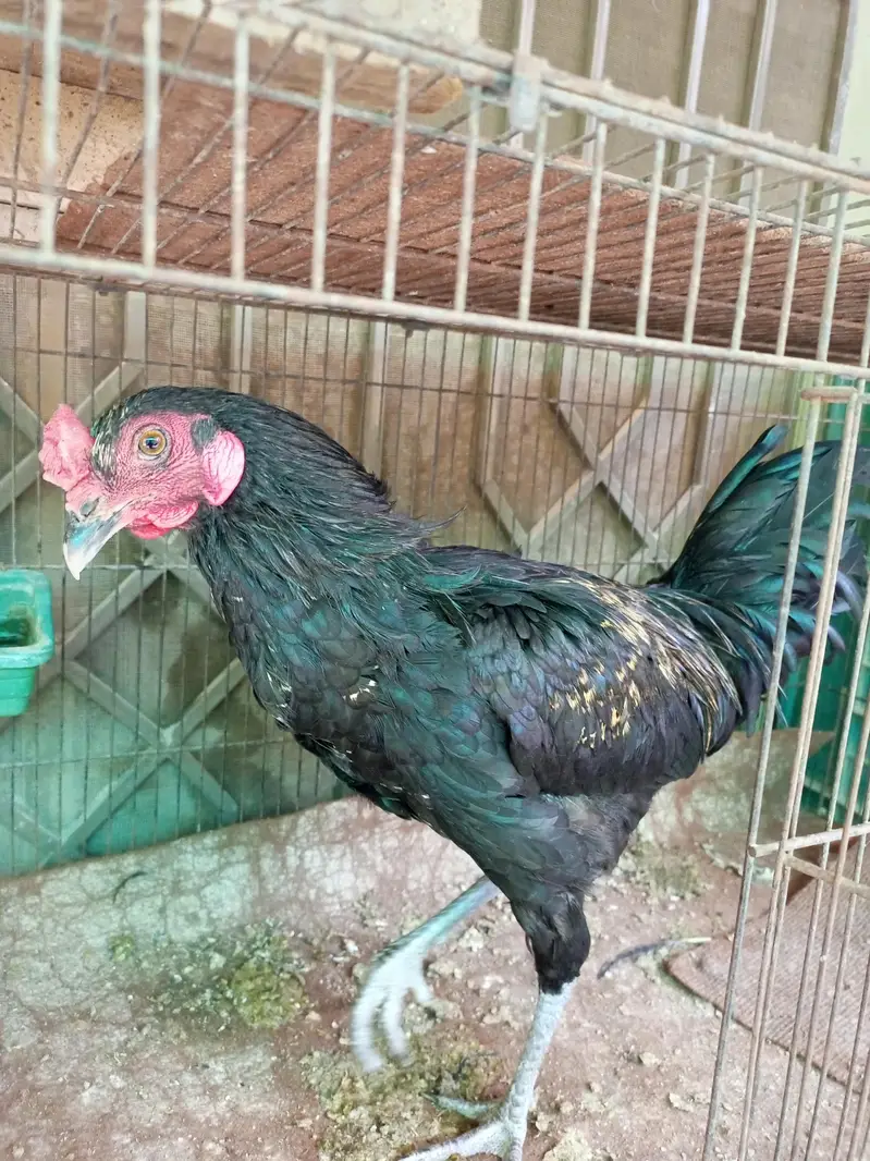 chicken — photo 4