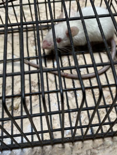 My pet