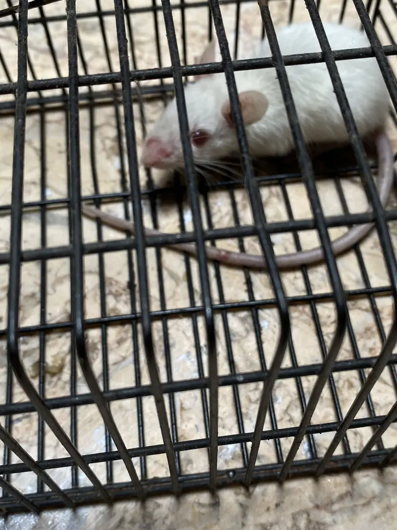 My pet
