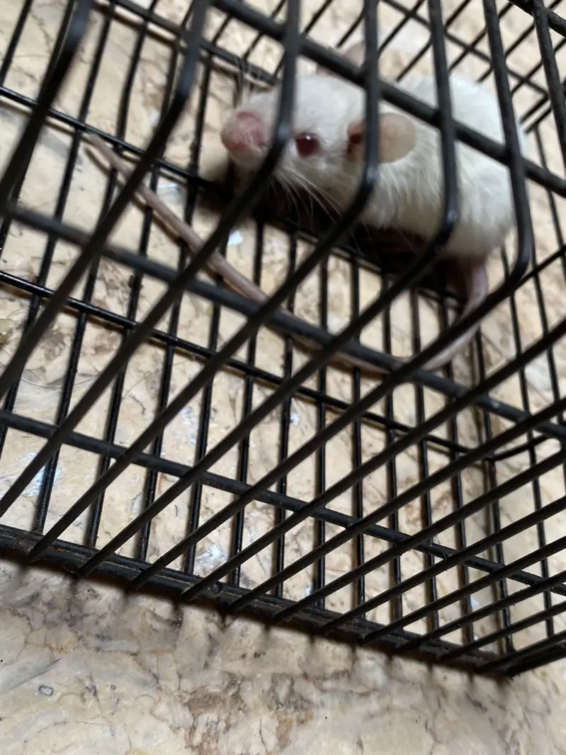 My pet — photo 2