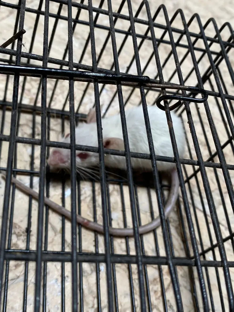 My pet — photo 3