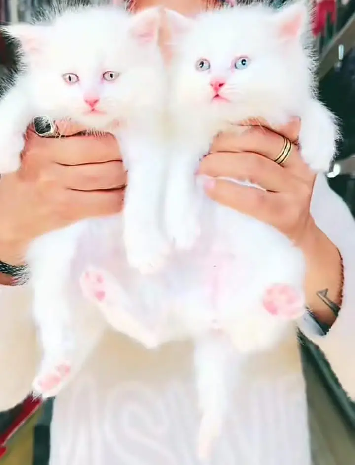 Persian] Kittens triple] For sale Whatsapp O32124O54O9 — photo 3