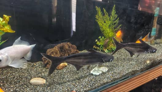 fishes