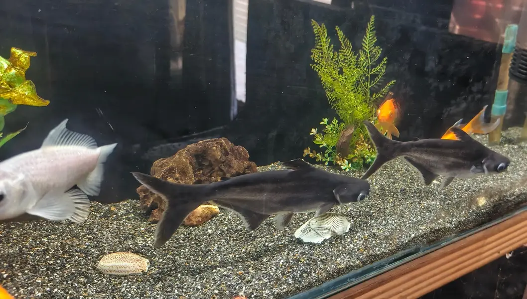 fishes