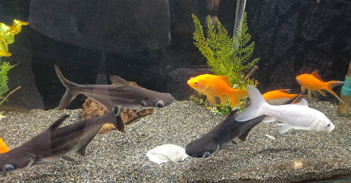 fishes 1