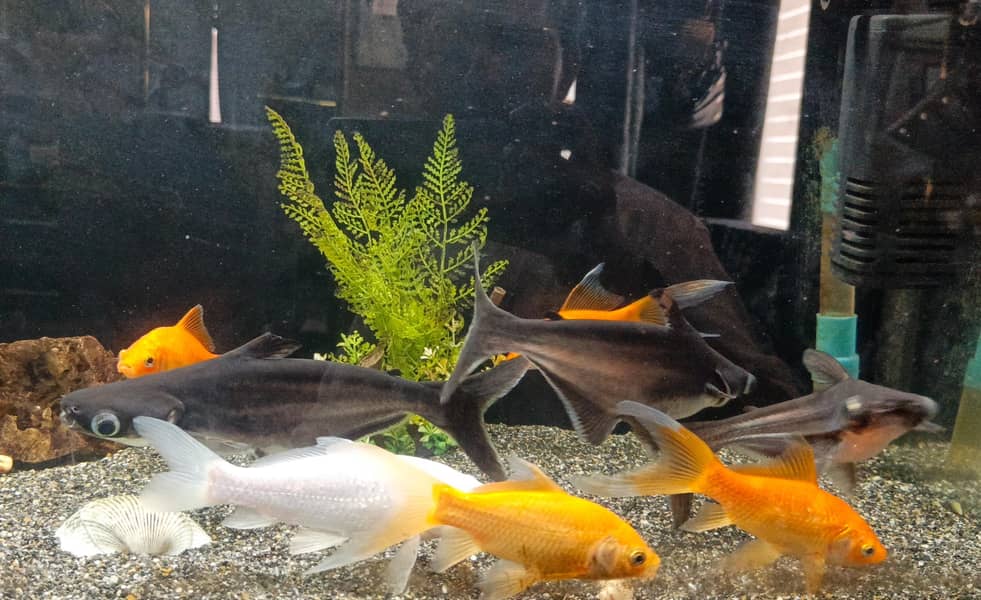 fishes 2