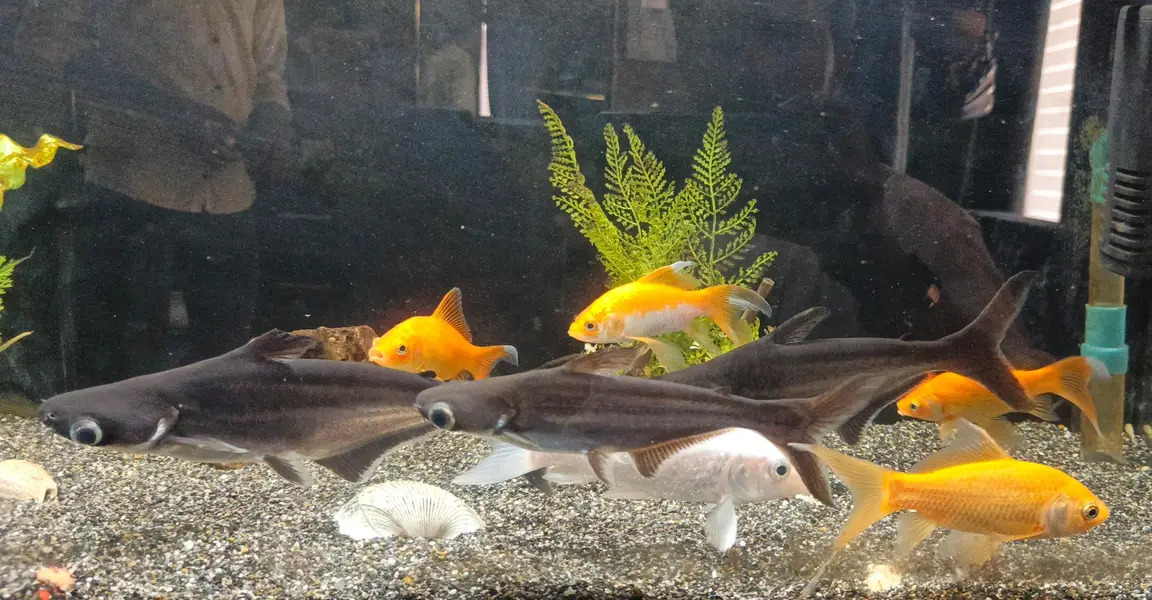 fishes — photo 4