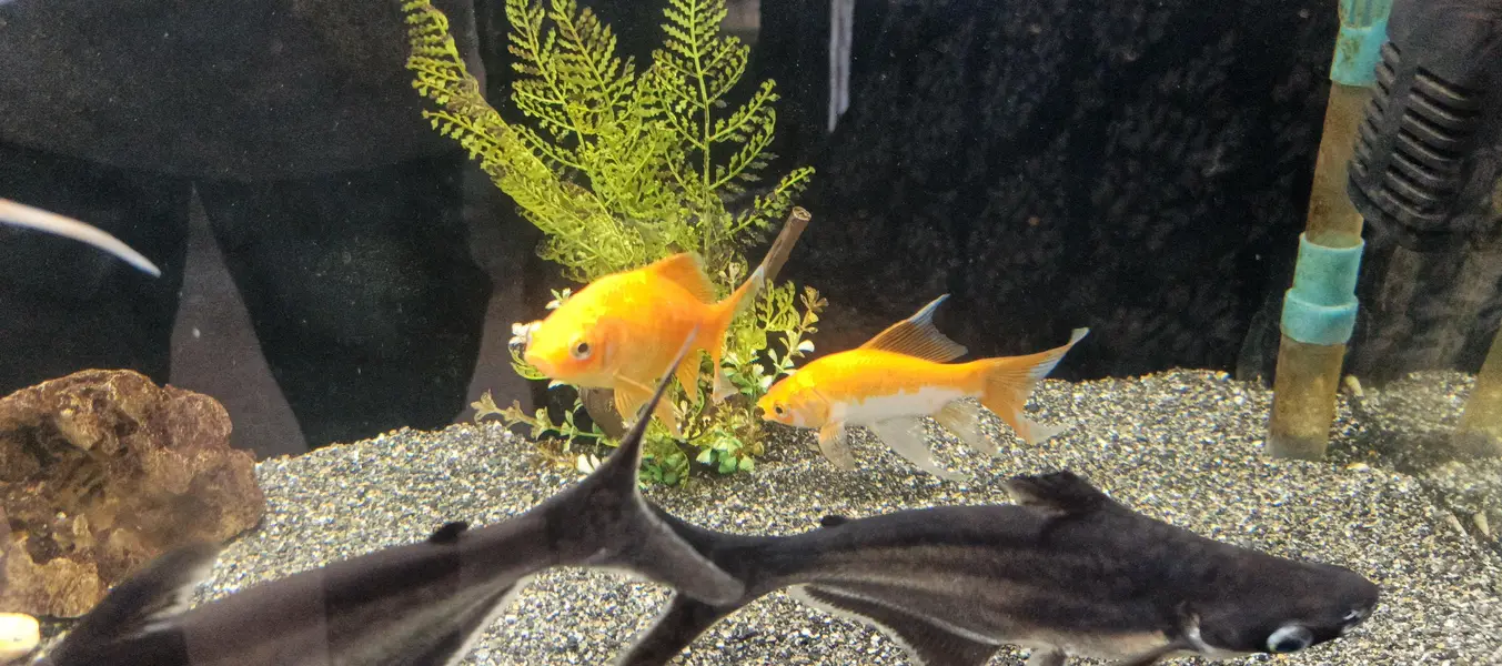 fishes — photo 5